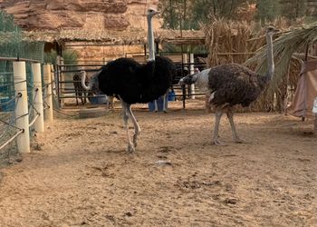 استراحة بغرفة نوم داخل مزرعة