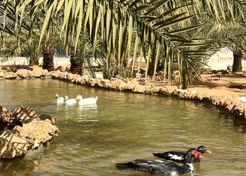 مزرعة بمسبح وموقع مميز