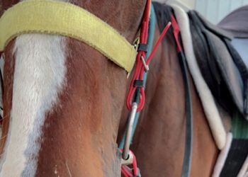 استراحة باسطبل خيل وصالة جلوس