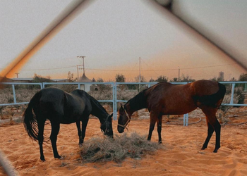 منتجع مع منطقه سفاري