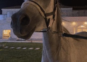 استراحة باسطبل خيل وصالة جلوس