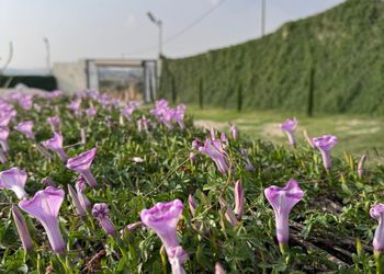شاليه بصالة أنيقة وألعاب أطفال 