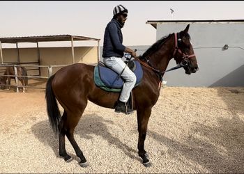استراحة داخل اسطبل خيول 