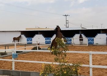 استراحة مع اسطبل خيول وجلسات