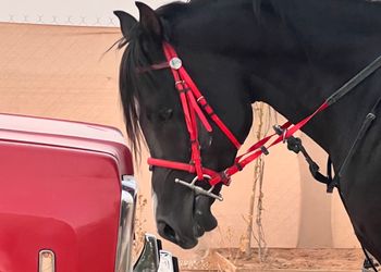 استراحة ببيت شعر واسطبل خيل