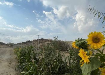 استراحة بمسطحات خضراء وبيت شعر