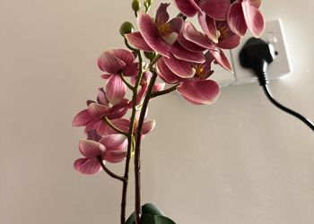 استديو بسرير ماستر ودخول ذاتي