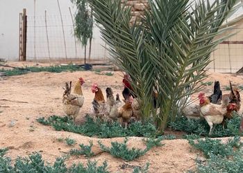 استراحة بجلسة خارجية ومسبح