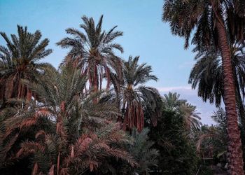 مزرعة بمناظر خلابة وجلسة خارجية 