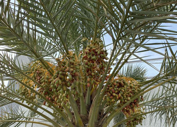 شاليه بجلسات خارجية وألعاب اطفال