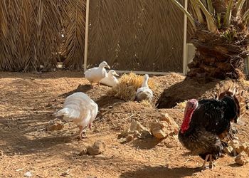 مزرعة بمسبح وموقع مميز