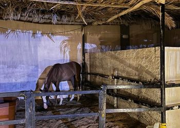 استراحة بمسطح اخضر وجلسة خارجية