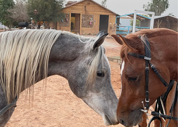 مزرعة باسطبل خيل وجلسه عريش 
