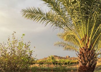 مزرعة بأجواء هادئة وطبيعة خلابة