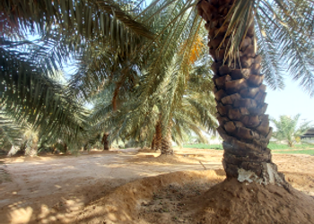 مزرعة بطراز شعبي وملحق خارجي