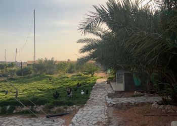 مزرعة ببيت شعر وأجواء ممتعة 