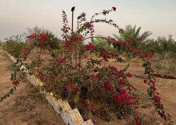 مزرعة بأجواء ريفية  وجلسة خارجية 