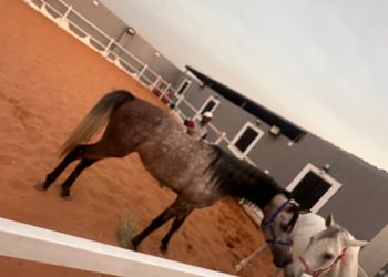 استراحة مع اسطبل خيول وجلسات
