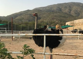 مزرعة بمسطح اخضر