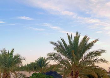 استراحة بخيمة و  مجالس