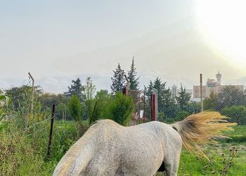 كوخ ريفي بإطلالة على الجبل 