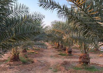مزرعة بألعاب أطفال