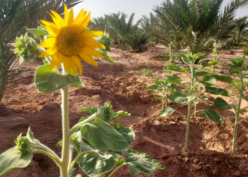 مزرعة بطراز شعبي وملحق خارجي