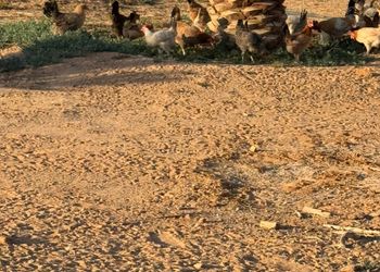 استراحة بجلسة خارجية ومسبح