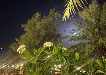 استراحة بمسطح اخضر ومجالس