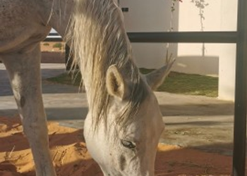 استراحة بمجلس واسع ومسطح اخضر