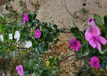 استراحة بمسطح اخضر  وصاله جلوس 