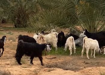 مزرعة ببيت شعر وجلسة خارجية