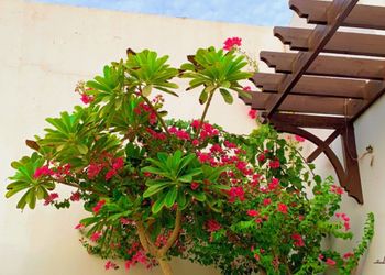 شاليه بصالة مطلة على المسبح