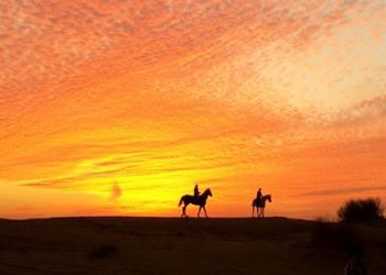 مزرعة باسطبل خيل وجلسه عريش 