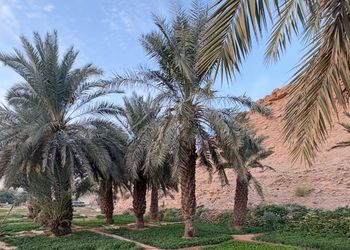 مزرعة ببيت شعر 