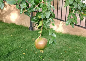 فيلا بجلسة مطلة على الحديقة