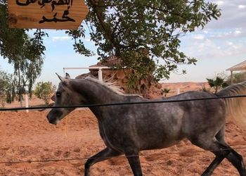 مزرعة باسطبل خيل وجلسه عريش 
