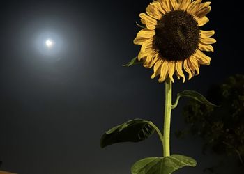 استراحة بصالة مطلة على الخارج 