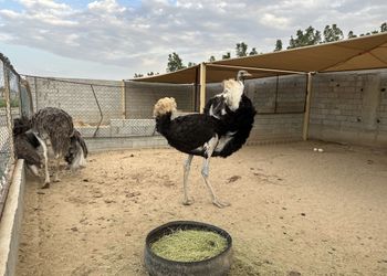 مزرعة بمسطحات خضراء وجلسة خارجية