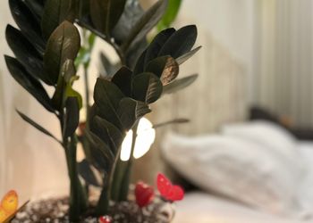 استديو بسرير ماستر ودخول ذاتي