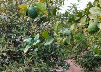مزرعة بجلسات خارجية و ألعاب اطفال 