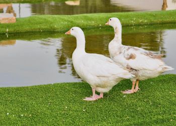 شاليه بمسطح اخضر وغرفتين نوم 