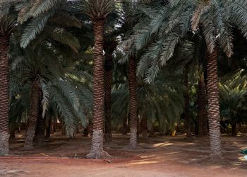استراحة بصاله أنيقة وجلسة خارجية