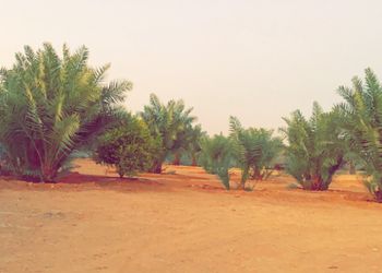 مزرعة ببيت شعر ومسطح اخضر