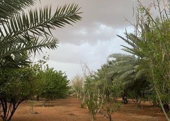 مزرعة بمسطحات خضراء وأجواء ممتعة