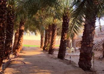مزرعة بجلسة خارجية ومجلس 