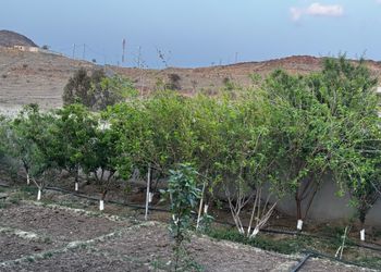 مزرعة بركن شواء 
