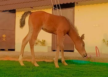 اسطبل بجلسات ومسطح اخضر