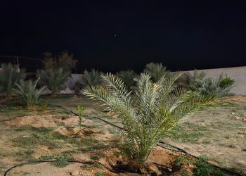 استراحة ببيت شعر ملكي وفناء خارجي
