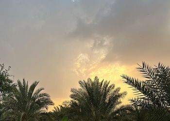 مزرعه كبيره وجميله بقسمين